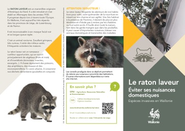 Dépliant raton laveur - dépliant page 1
