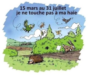 Je ne touche pas à ma haie !